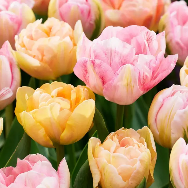 Plant and Stories Peaches & Kisses tulipe bulbes 12 bulbes pêche