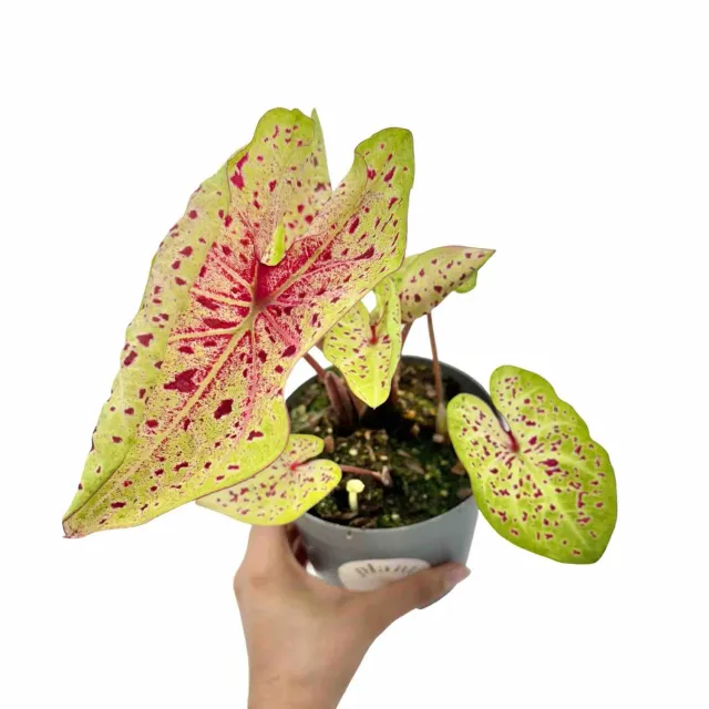 Plant and Stories Caladium Miss Muffet plante 13 cm feuillage rose