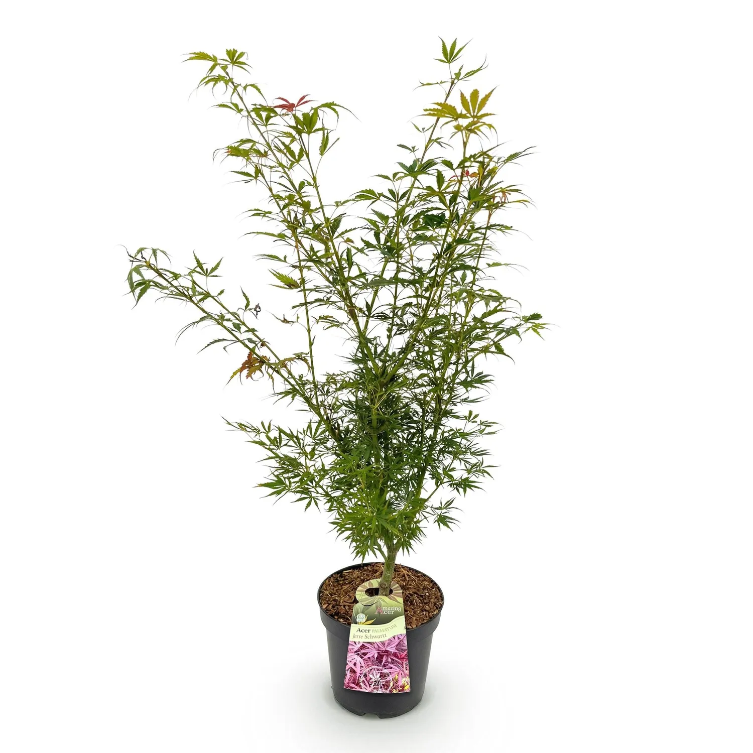Plant and Stories Érable du Japon Jerre Schwartz érable pot 26 cm rouge