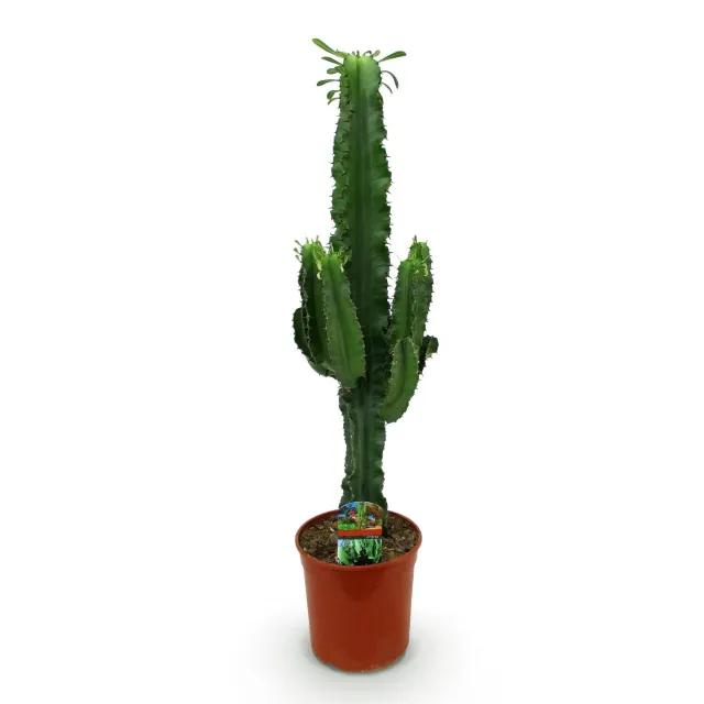 Plant and Stories Euphorbia Eritrea arbre à lait pot 19 cm 70 cm