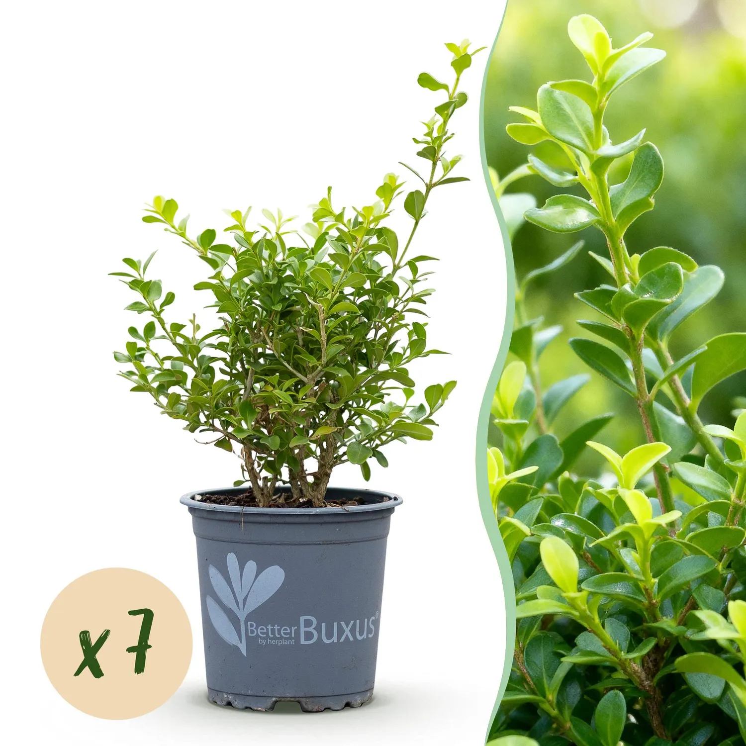 Plant and Stories Babylon Beauty buis haie lot 7 pots 11 cm