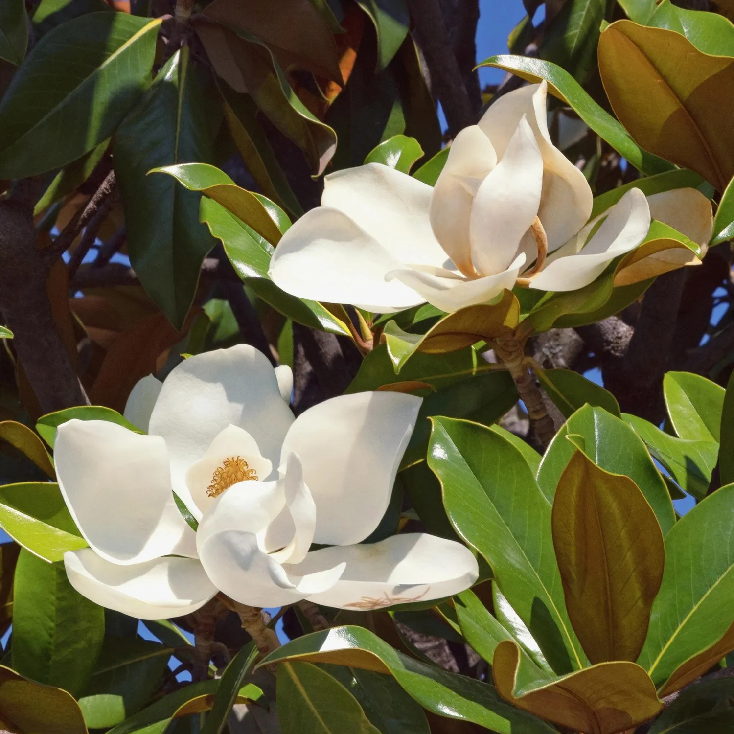 Plant and Stories Magnolia Grandiflora arbuste pot 12cm blanc