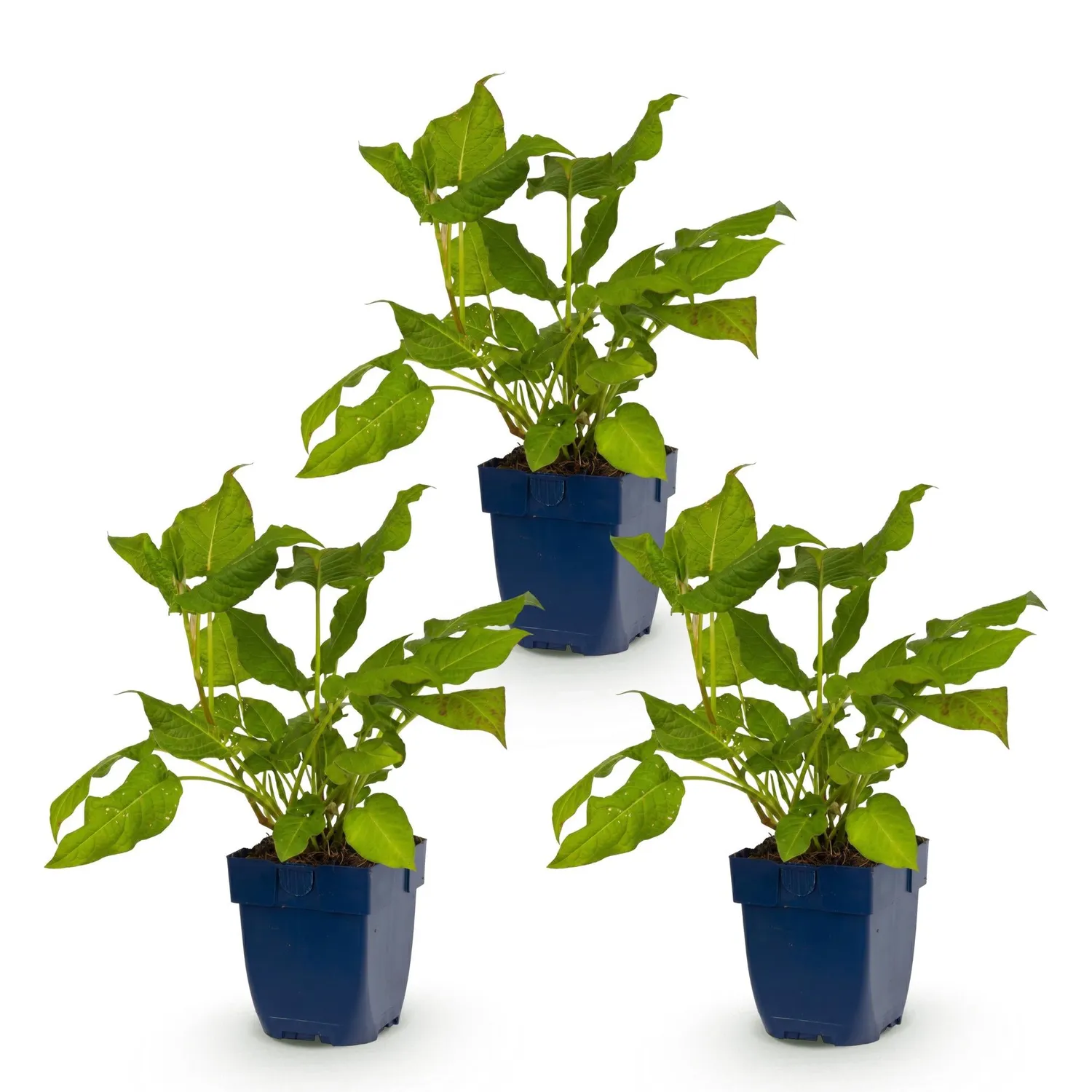 Plant and Stories Renouée Persicaria amplexicaulis vivace pot 11cm rouge