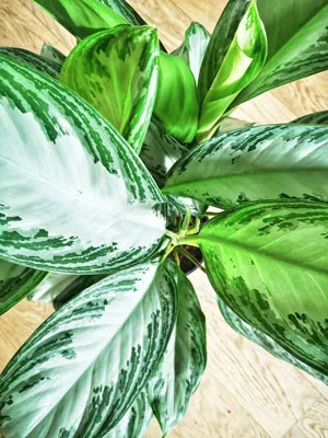 Réconciliation Végétale Naomi aglaonema plante verte marbrée