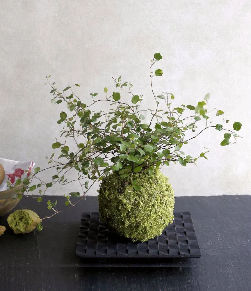 Aquaphyte Myoho-Ji Ni kokedama muehlenbeckia retombant