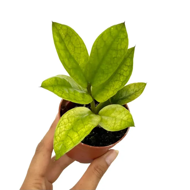 PLANT AND STORIES Zamioculcas Chameleon plante pot 14 cm panaché