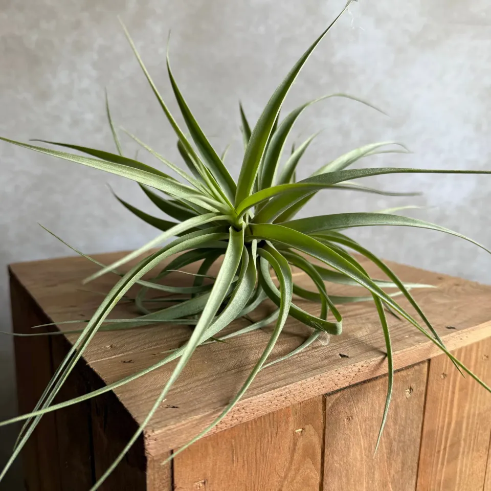 Airplantshop Tillandsia incarnata plante 20 cm gris-vert