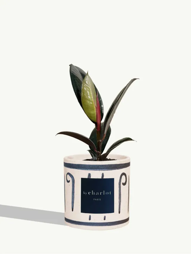 By Charlot L'Élégante plante bleu INI céramique
