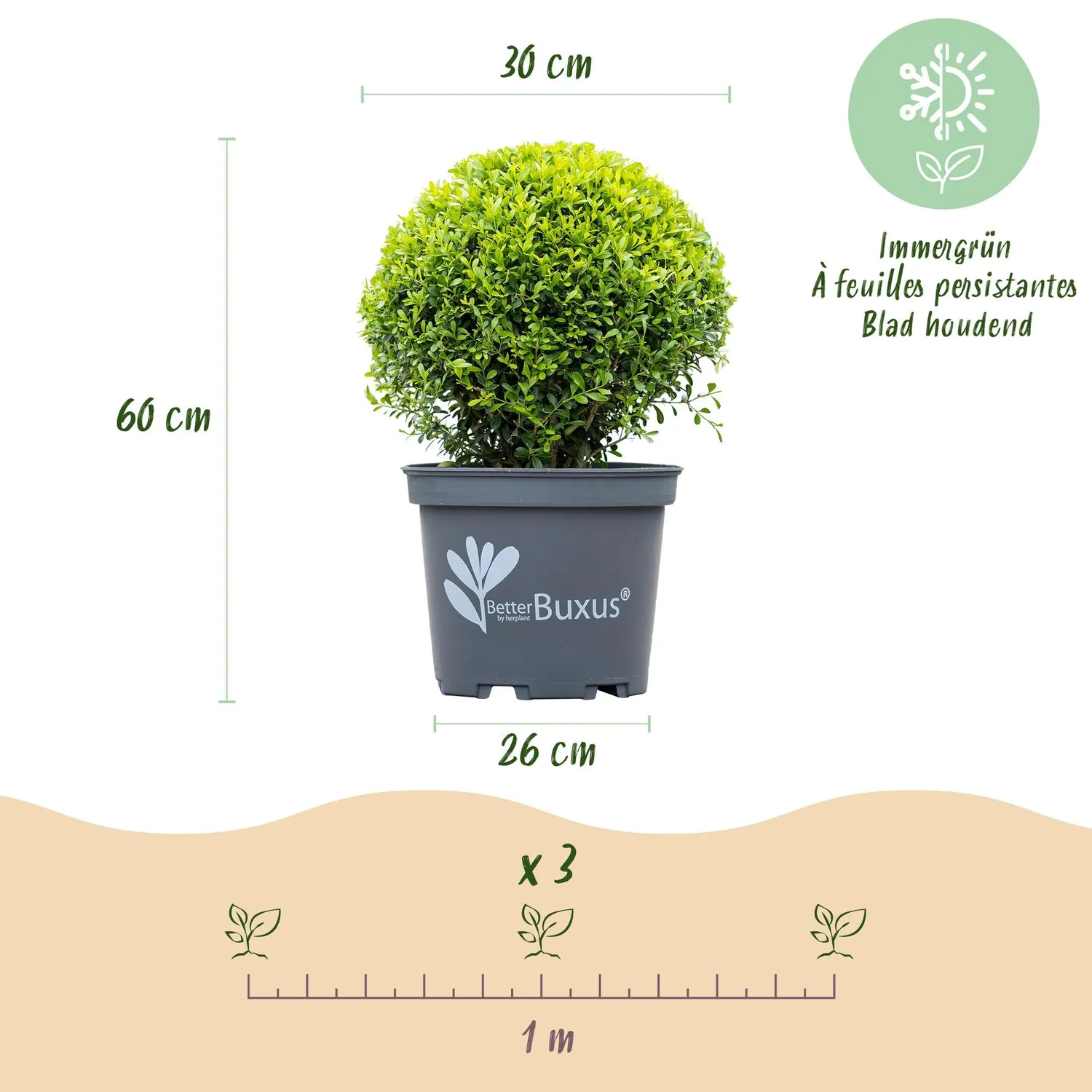 Plant and Stories Buis BetterBuxus arbuste haie pot 26cm résistant