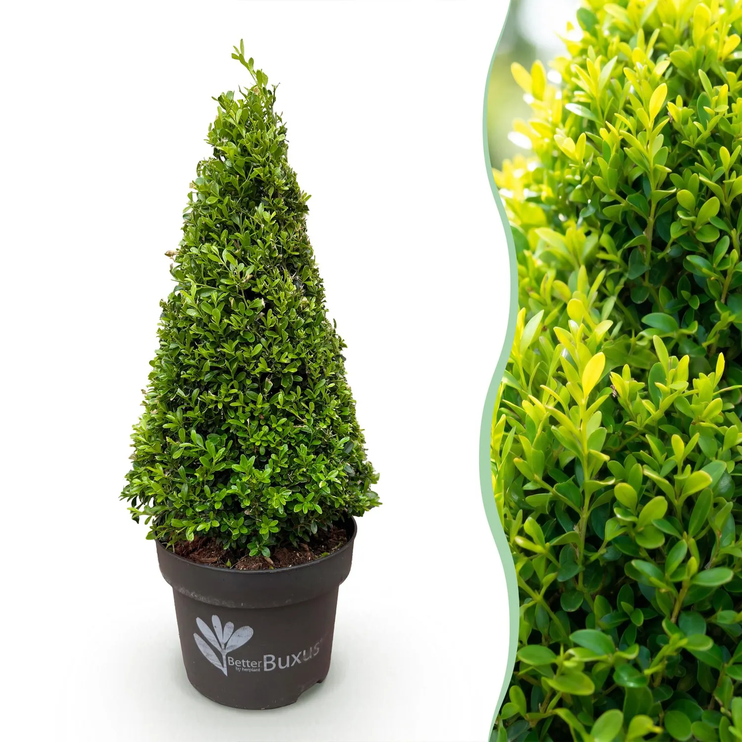Plant and Stories BetterBuxus Skylight buis pyramide pot 23cm