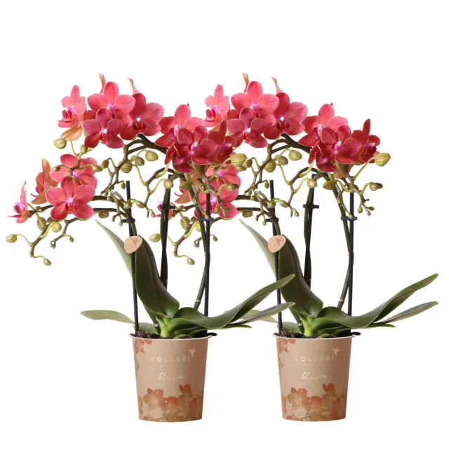 Plant and Stories Phalaenopsis Congo orchidée duo 2 pots 9 cm rouge