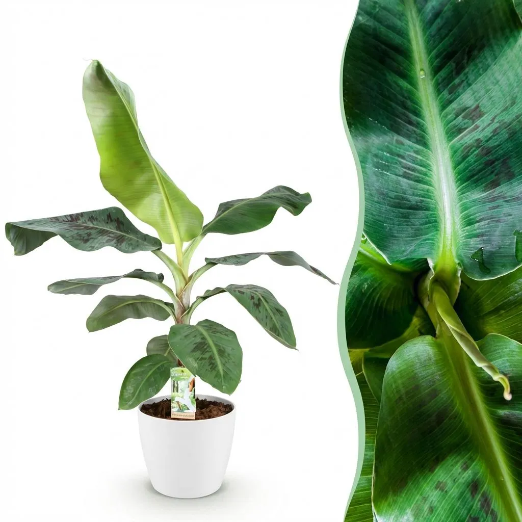 Plant and Stories Musa Nain Cavendish bananier pot 21 cm 70 cm