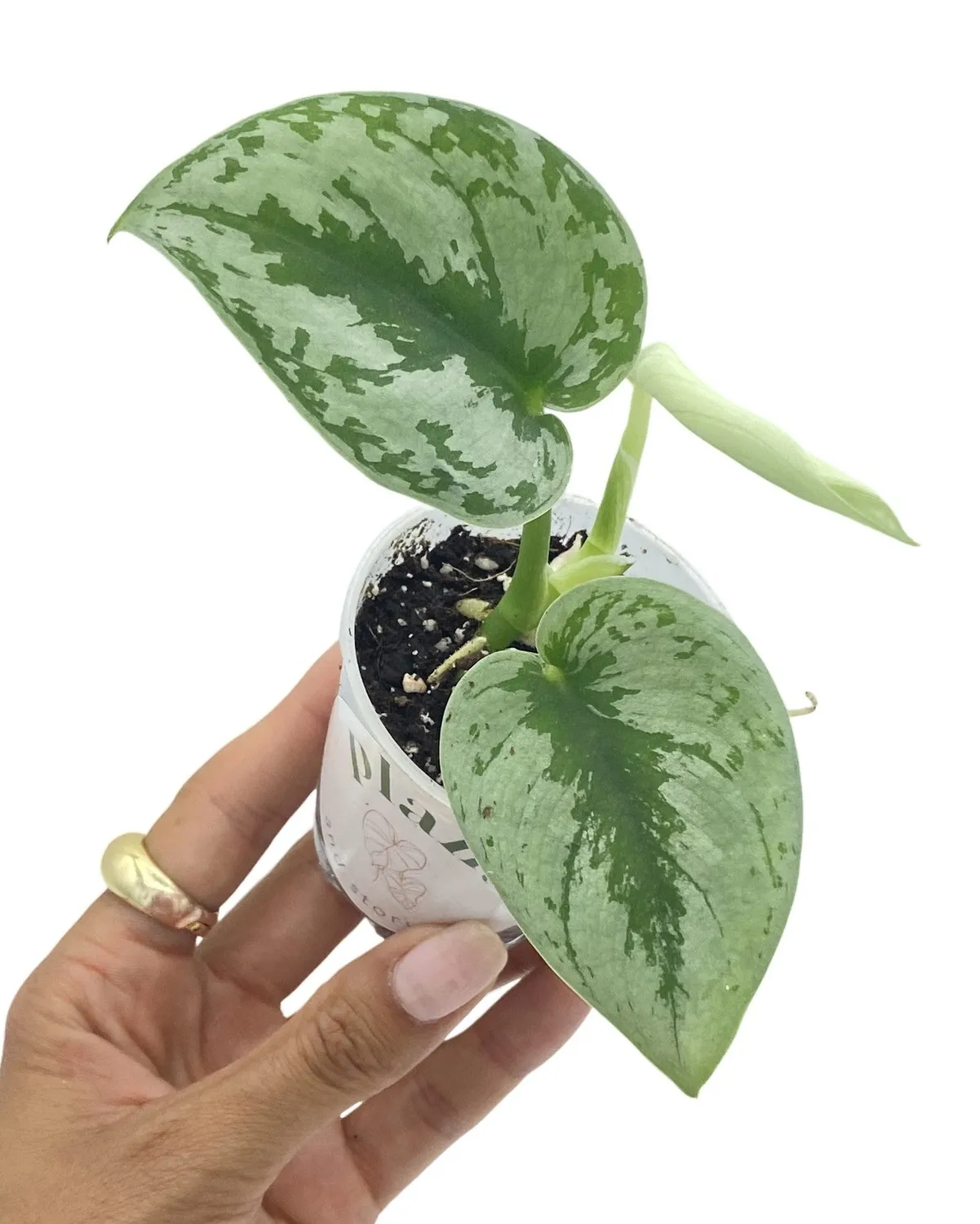 Plant and Stories Scindapsus Pictus Trebie plante retombante pot 12 cm