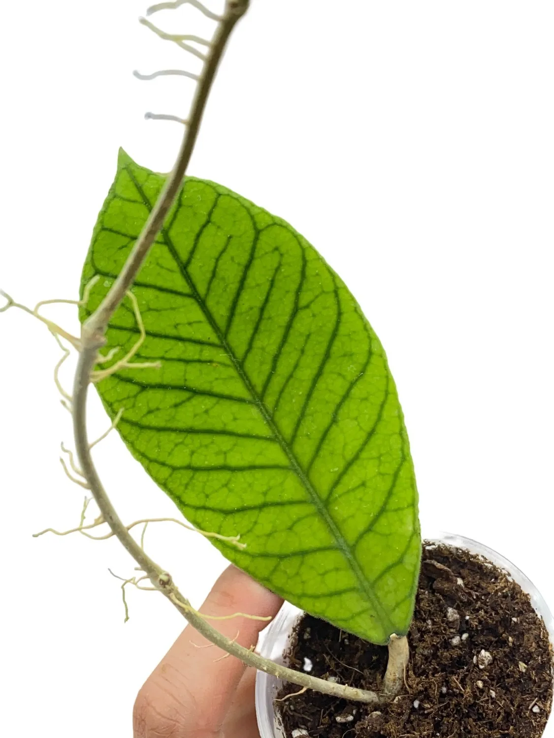 Plant and Stories Hoya sp Sabah EPC-961 plante pot 9cm velours