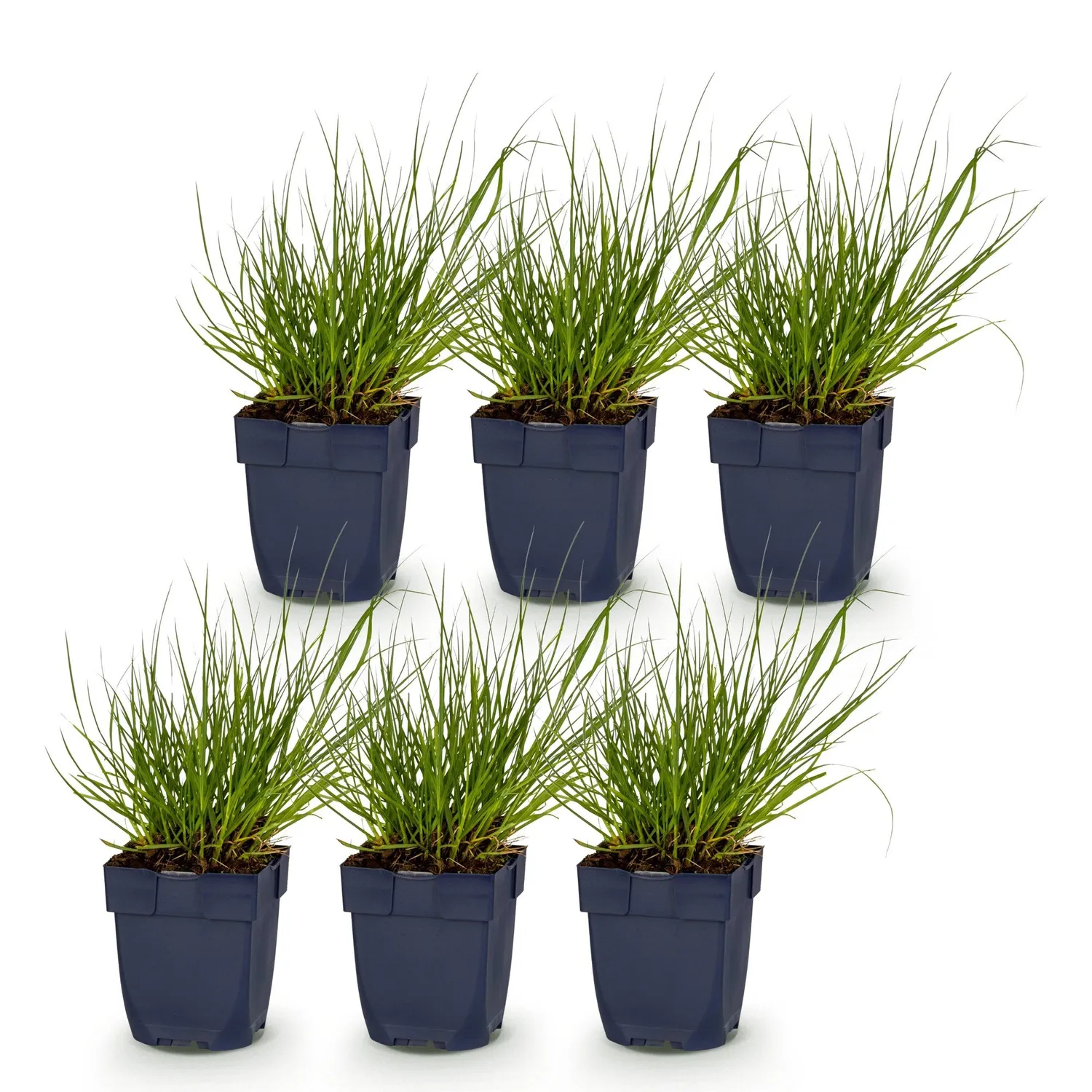 PLANT AND STORIES Northwind panic graminée 1 plant soleil