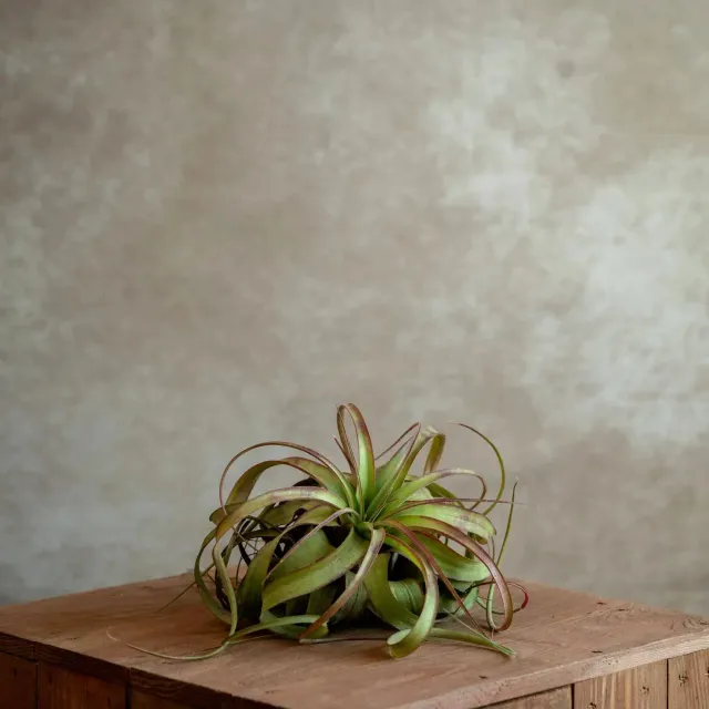 Airplantshop Eric Knobloch plante hybride terrarium S-M