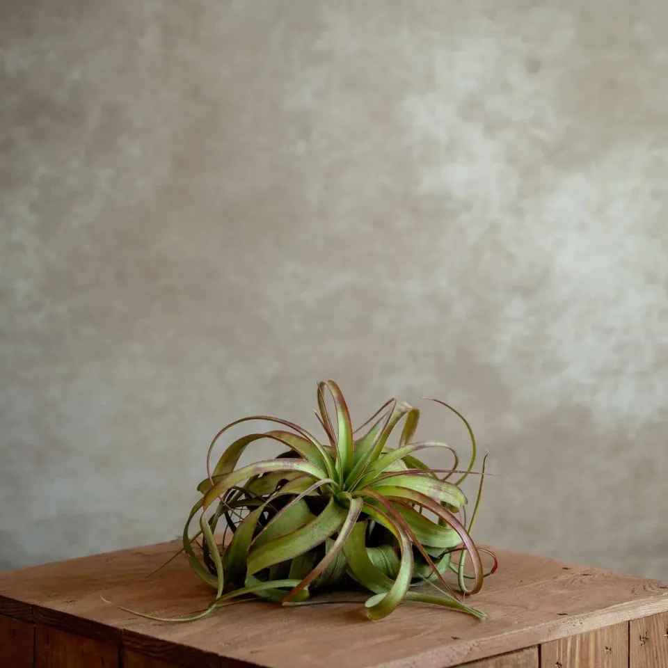Airplantshop Eric Knobloch plante hybride terrarium S-M
