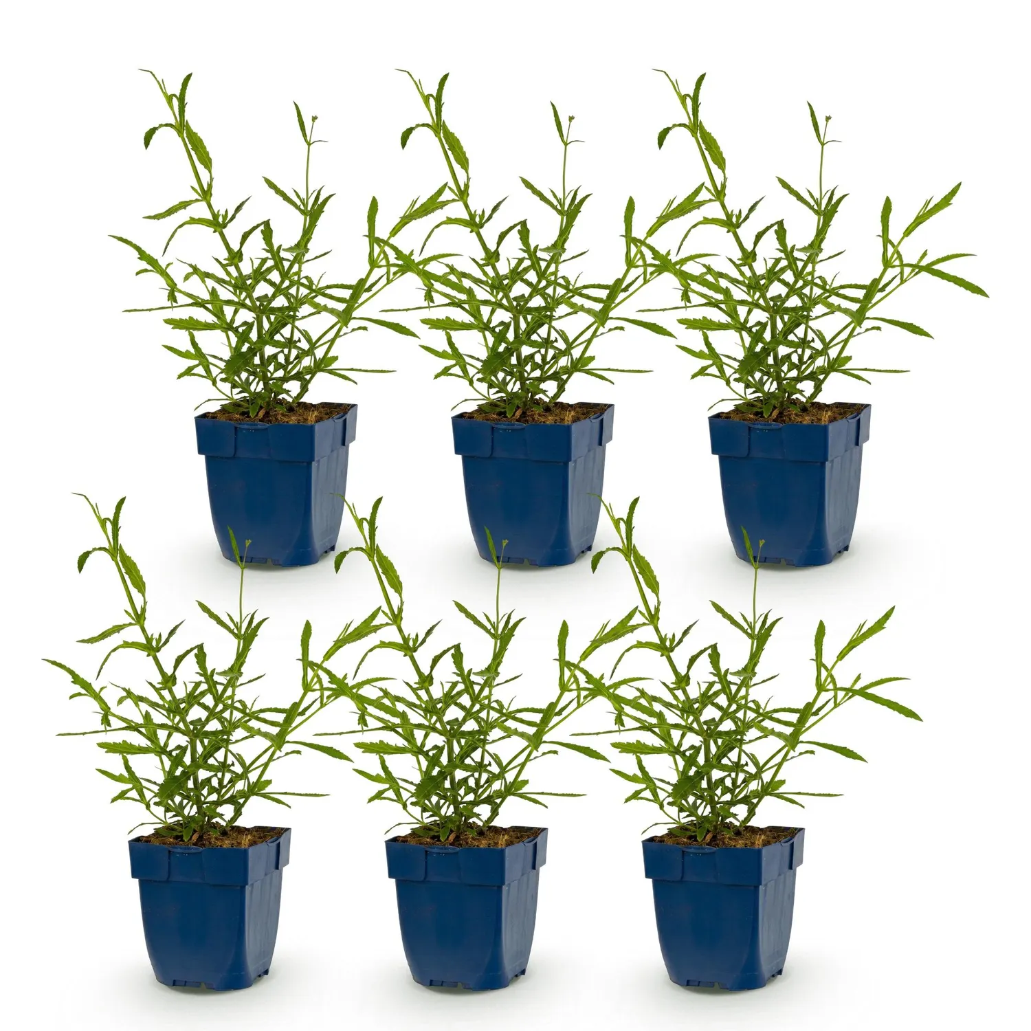 PLANT AND STORIES Verveine Lollipop vivace 1 plant pot 11 cm