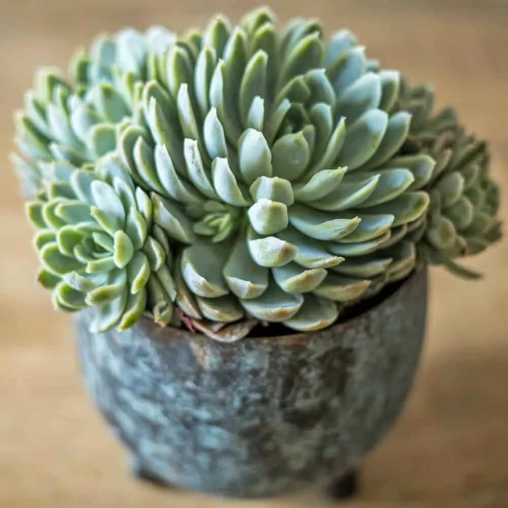Réconciliation Végétale echeveria haworthia plantes grasses lot de 2 faciles