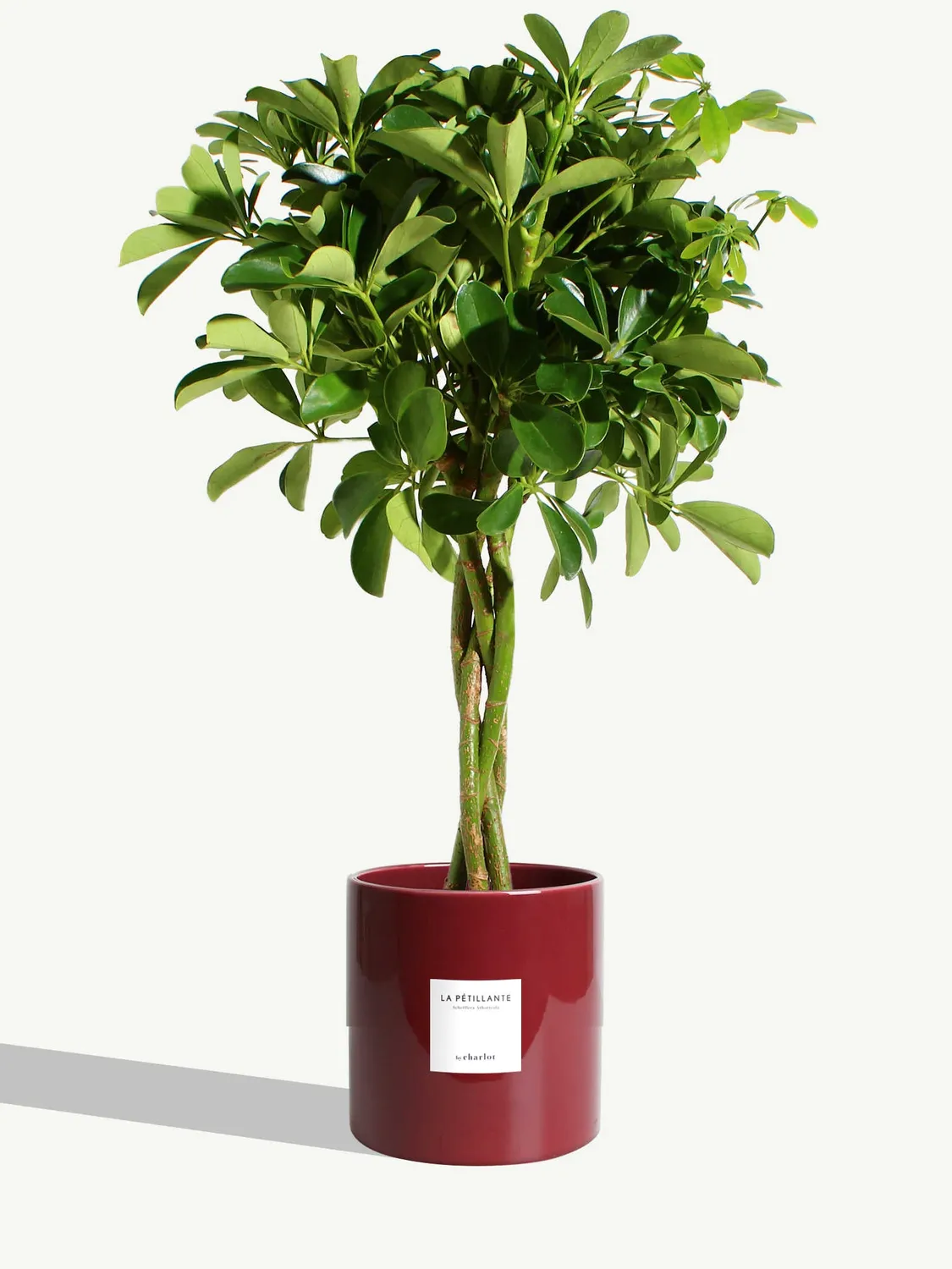 By Charlot La Pétillante plante verte 85 cm pot 18 cm lumineuse