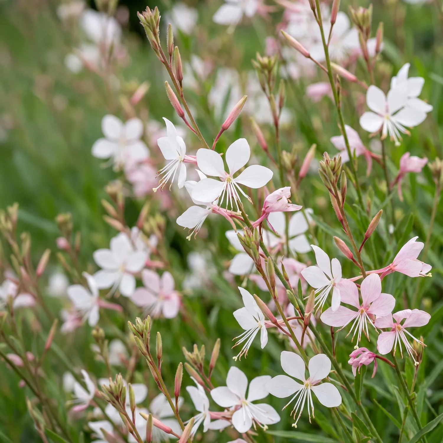 Plant and Stories Whirling Butterflies gaura vivace 1 plant