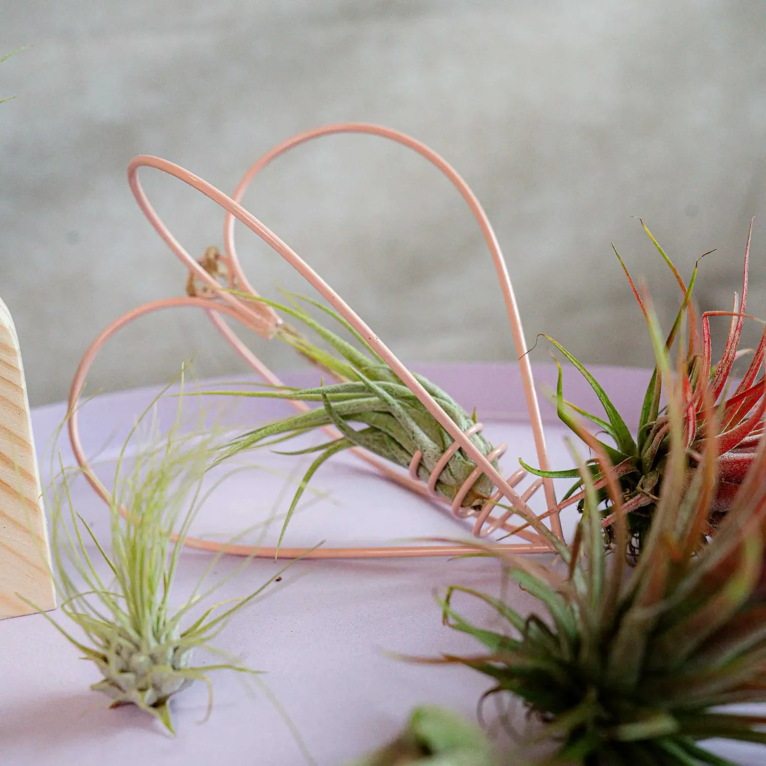 Airplantshop Love Box coffret cadeau 8 plantes aériennes