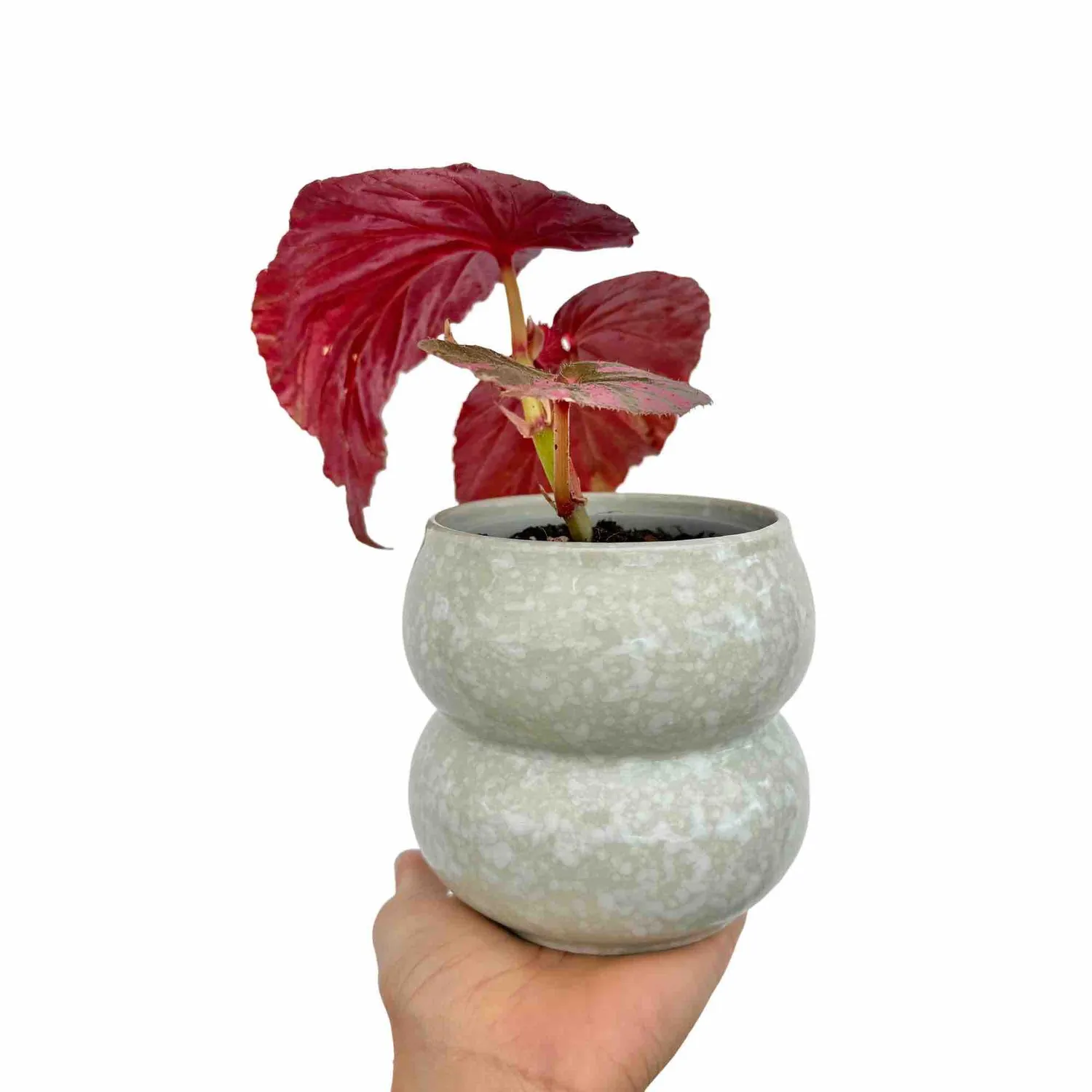 Plant and Stories Begonia Brevirimosa plante pot 8 cm feuillage irisé