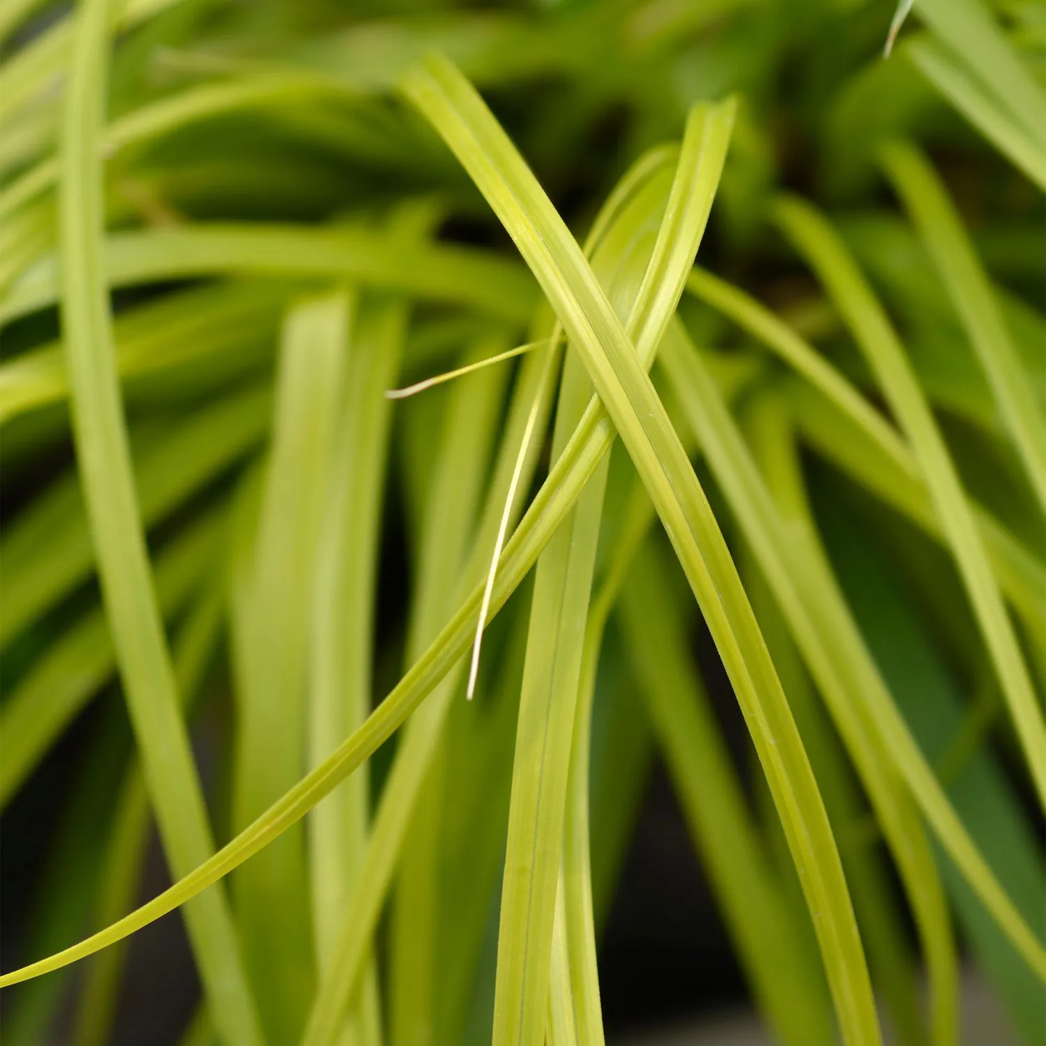 Plant and Stories Laîche Everillo Carex graminée pot 17 cm dorée