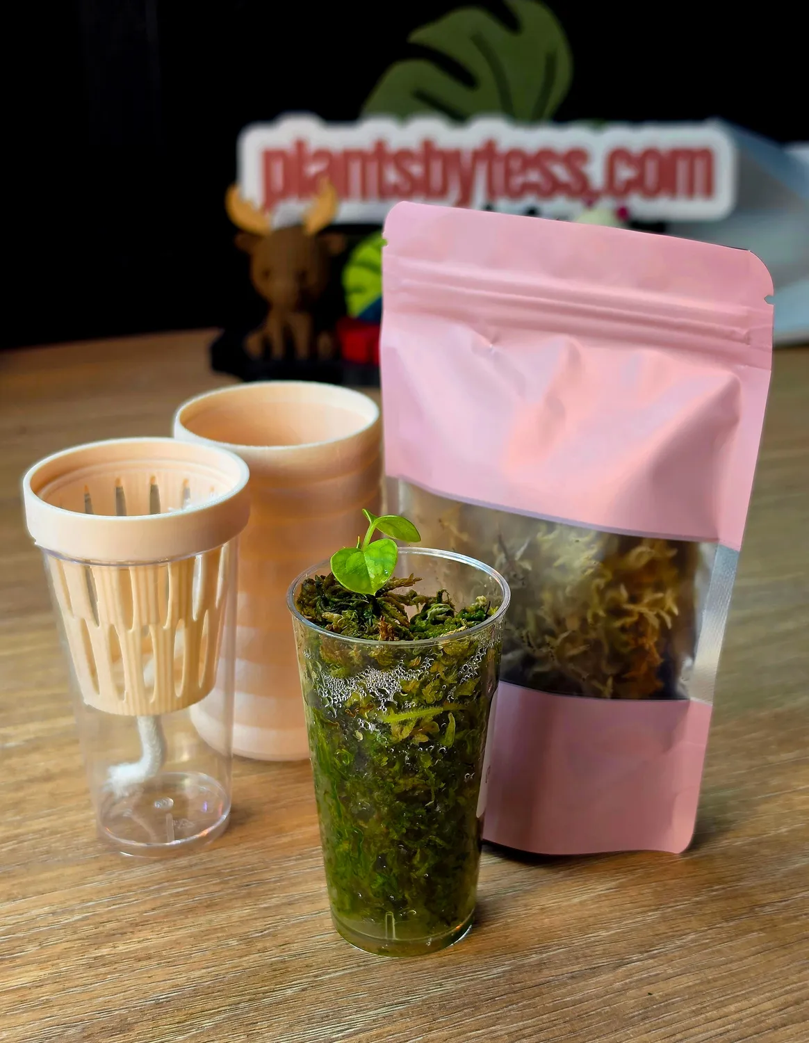plant.ess Anthurium Portillae kit semis + pot auto-arrosant