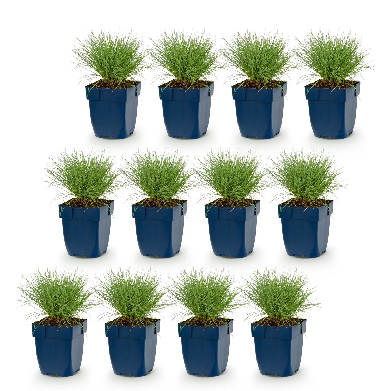 Plant and Stories Festuca Glauca fétuque bleue lot 6 pots 11cm