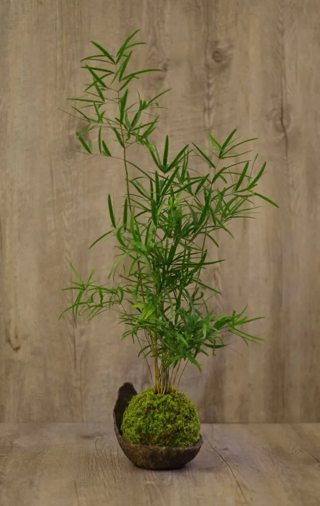 AQUAPHYTE Kit kokedama à faire soi-même complet
