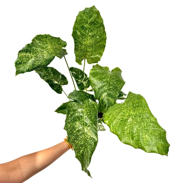 Plant and Stories Calathea Musaica Variegata plante pot 10,5 cm