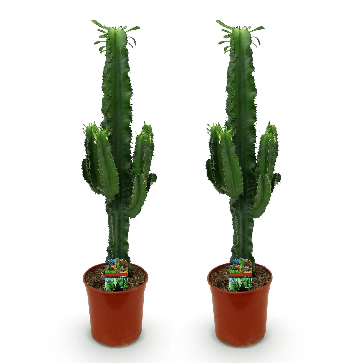 Plant and Stories Euphorbia Eritrea arbre à lait pot 19 cm 70 cm