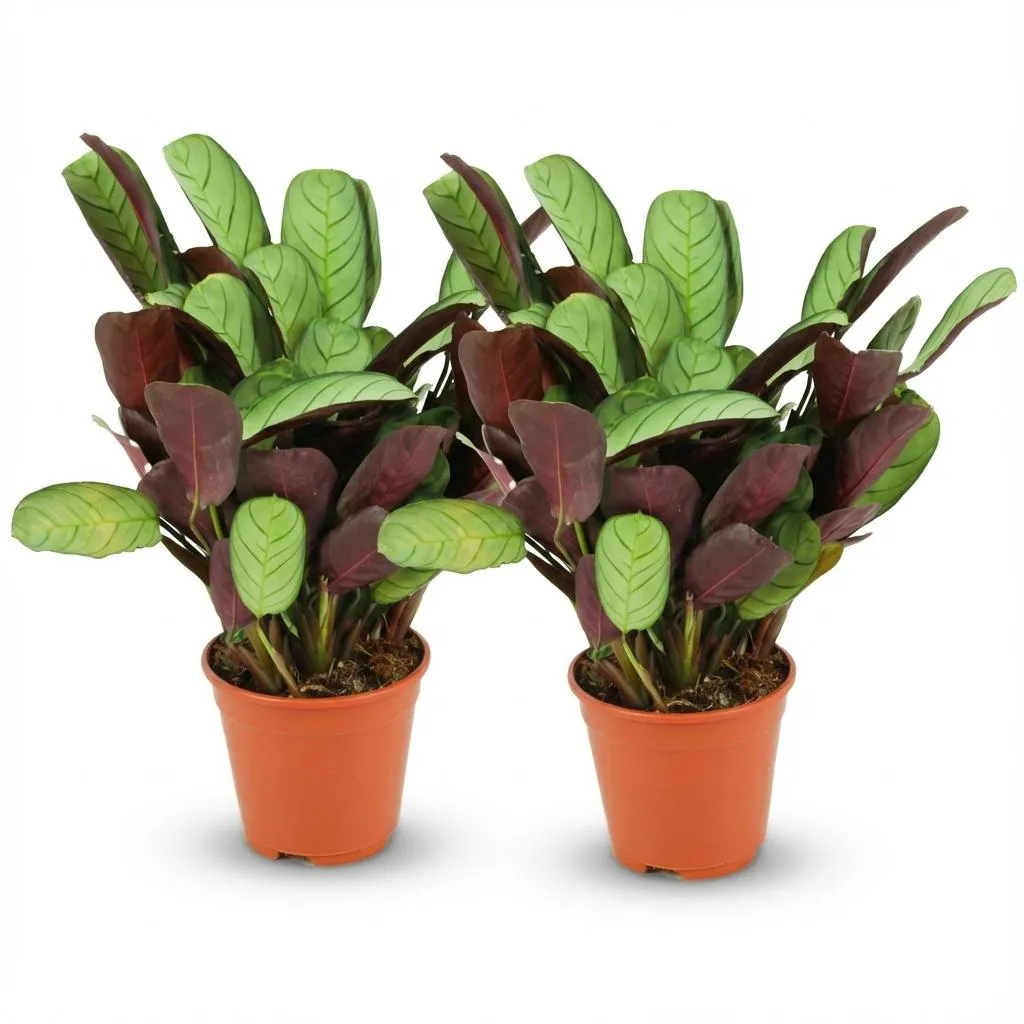 Plant and Stories Ctenanthe Amagris plante pot 14 cm feuillage argenté