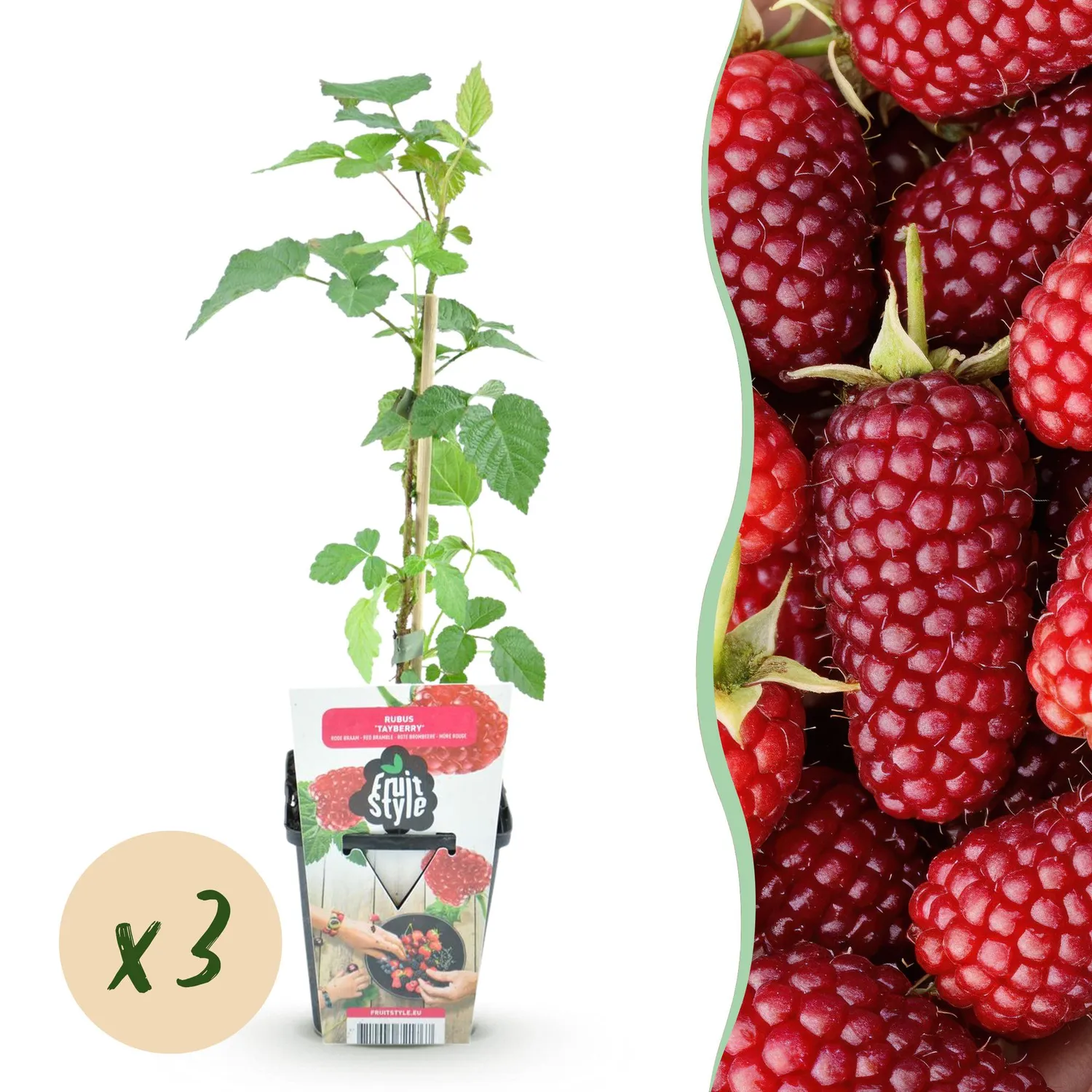 PLANT AND STORIES Mûre Tayberry fruitier lot 3 pot 9 cm