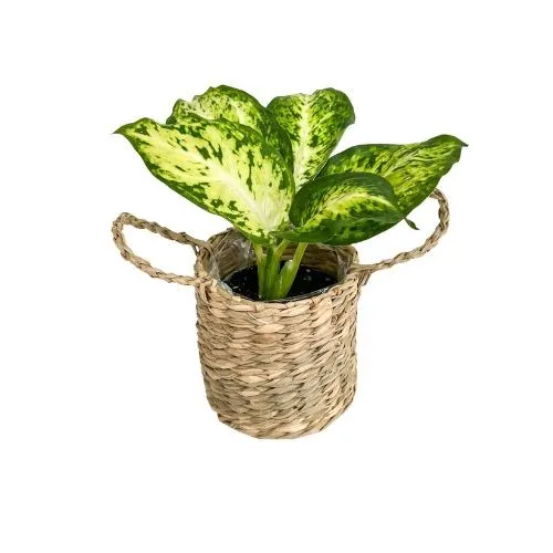 Plant and Stories mini cache-pot osier tressé 6-8 cm