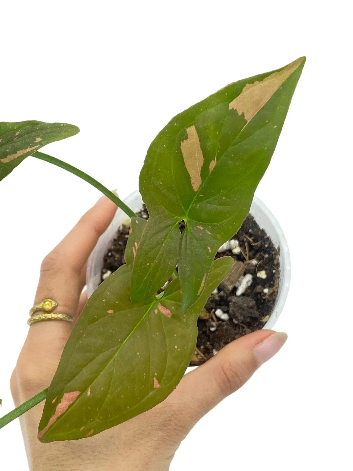 PLANT AND STORIES Syngonium Red Spot plante pot 6 cm rose