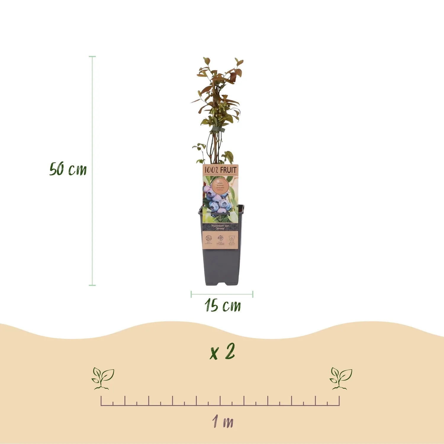 Plant and Stories Myrtillier Jersey arbuste lot de 2 pots 15 cm