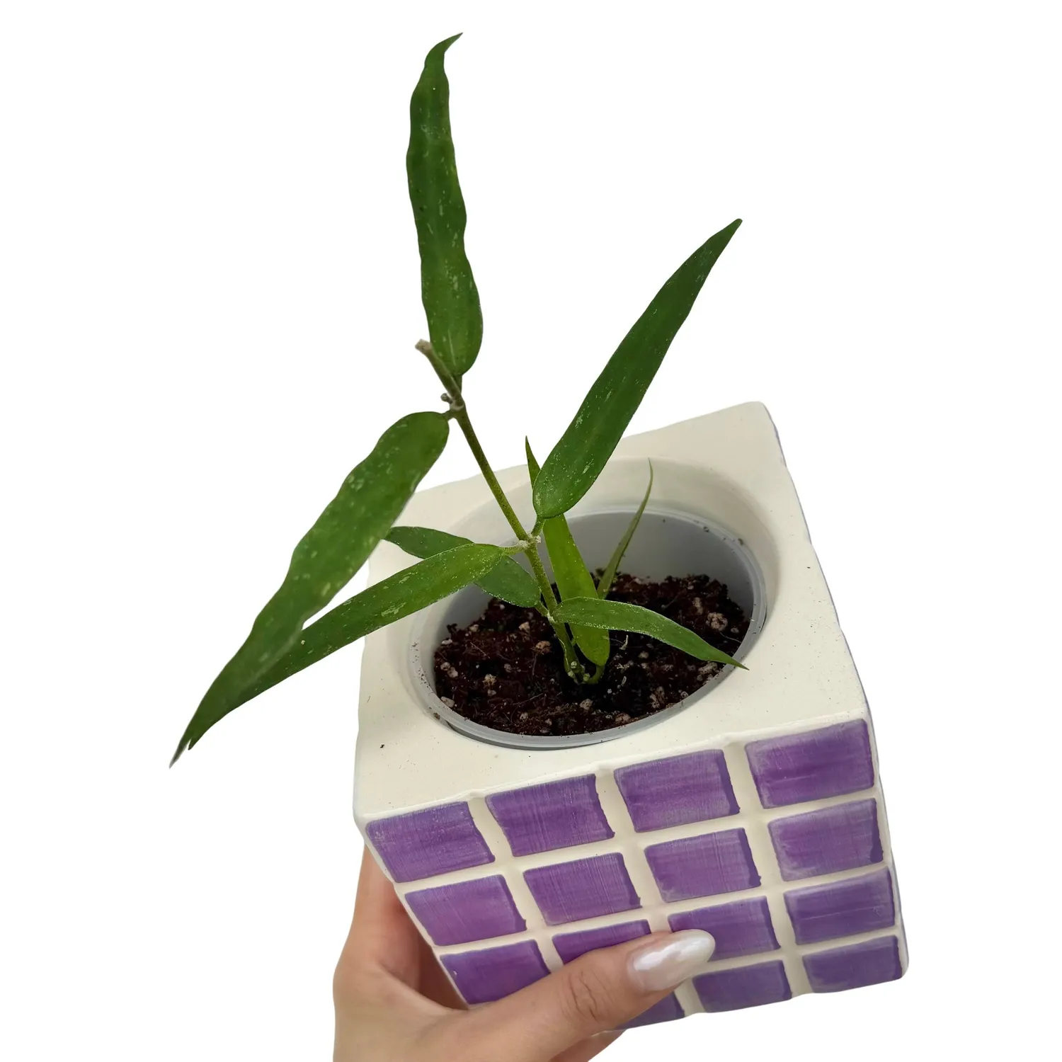Plant and Stories Hoya Burmanica Long Leaves plante pot 9 cm