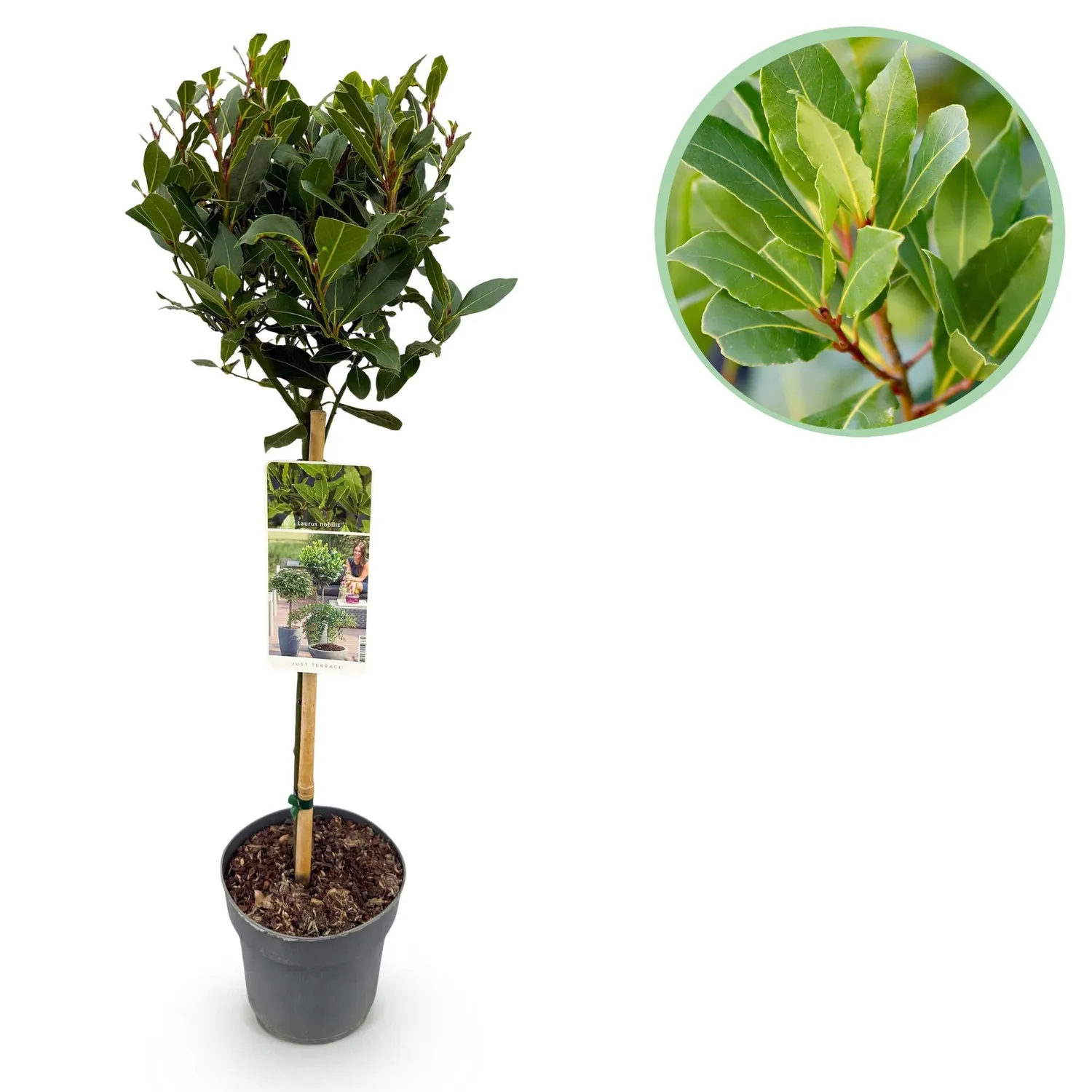 Plant and Stories Nobilis laurier-sauce tige pot 19 cm 90 cm
