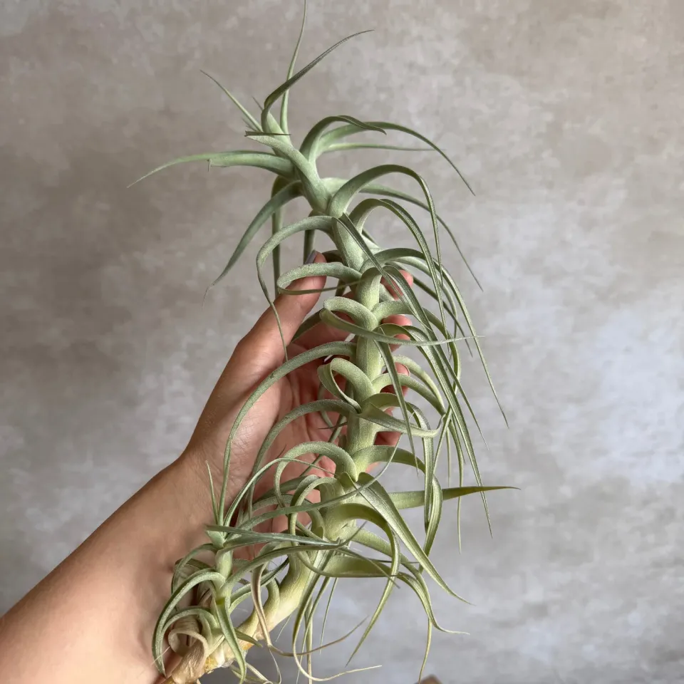 Airplantshop Tillandsia bergeri XXL plante aérienne 30 cm grise
