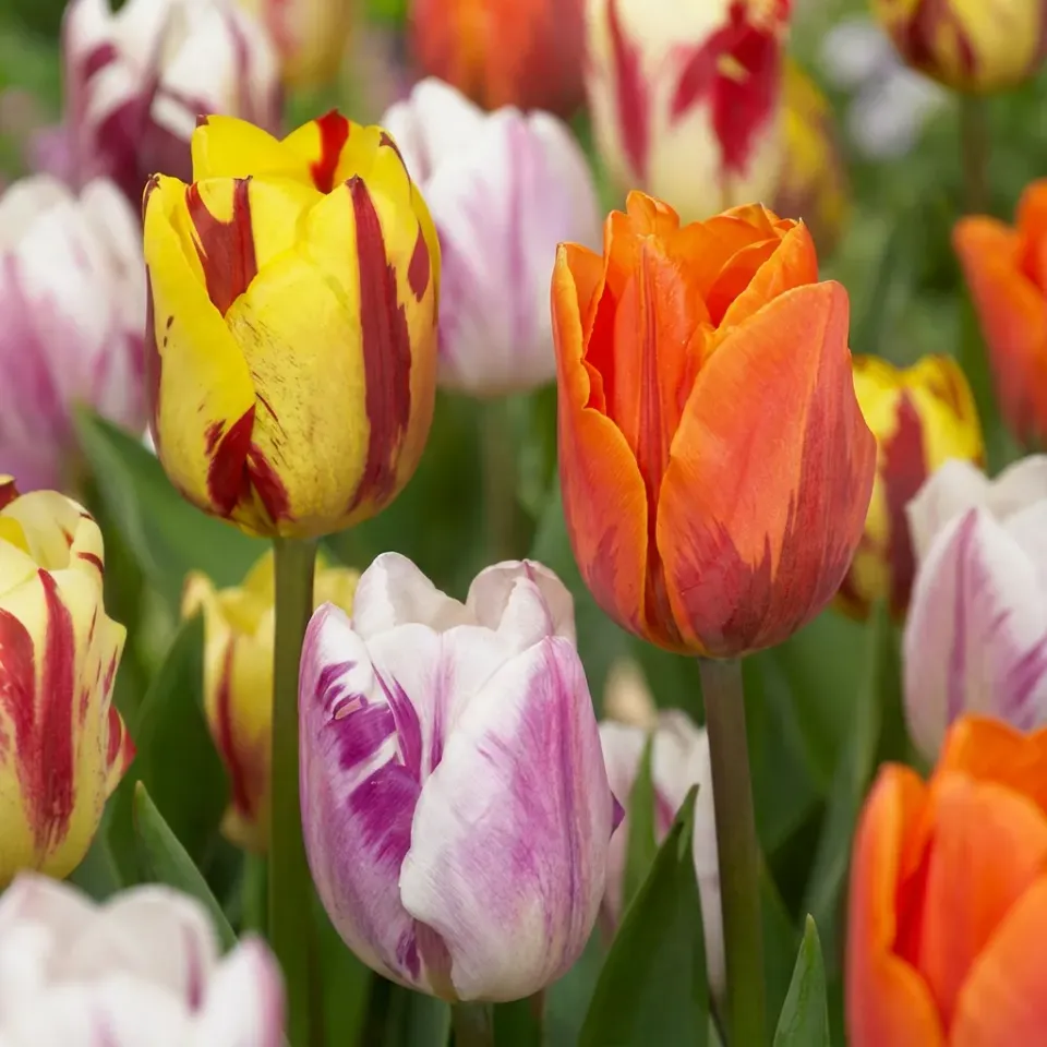 Plant and Stories Tulipa Flaming Beauty tulipe 30 bulbes flammée