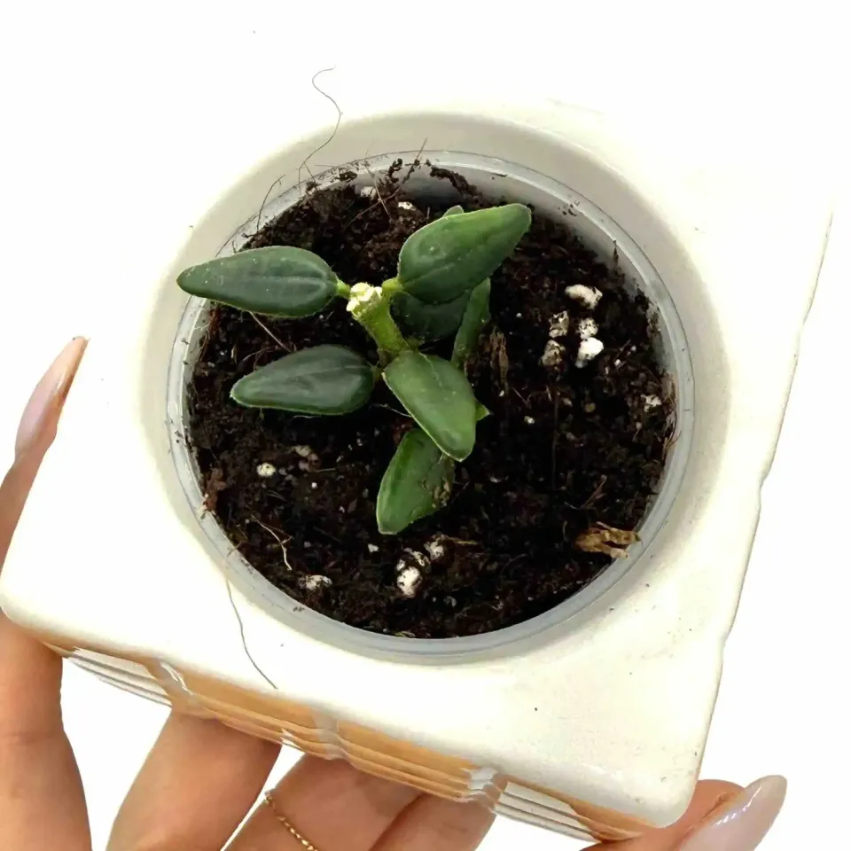Plant and Stories Hoya Vaccinoides plante retombante feuilles luisantes