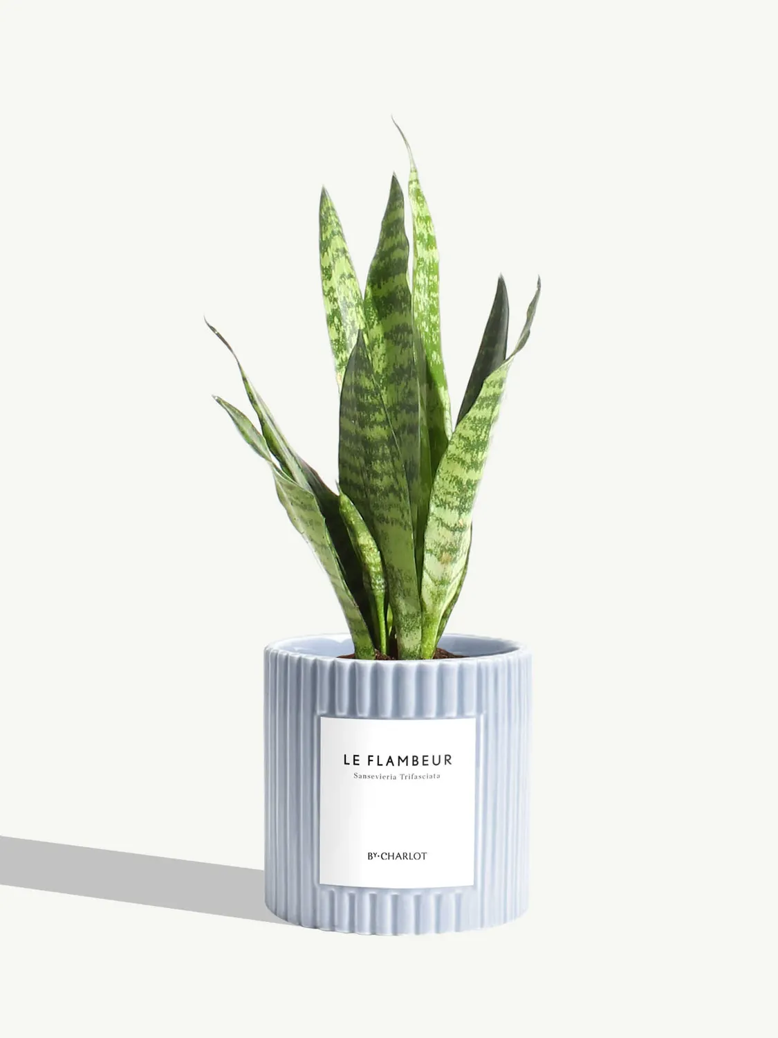 By Charlot Le Flambeur plante verte sansevieria S