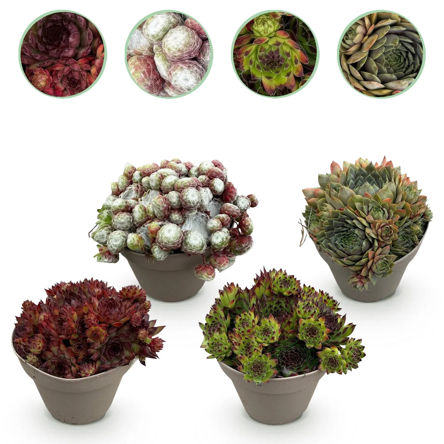 Plant and Stories Big Sam joubarbe succulente 4 plants pot 14cm