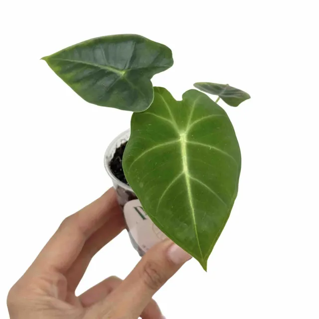 Plant and Stories Frydek alocasia micholitziana velours pot 6 cm
