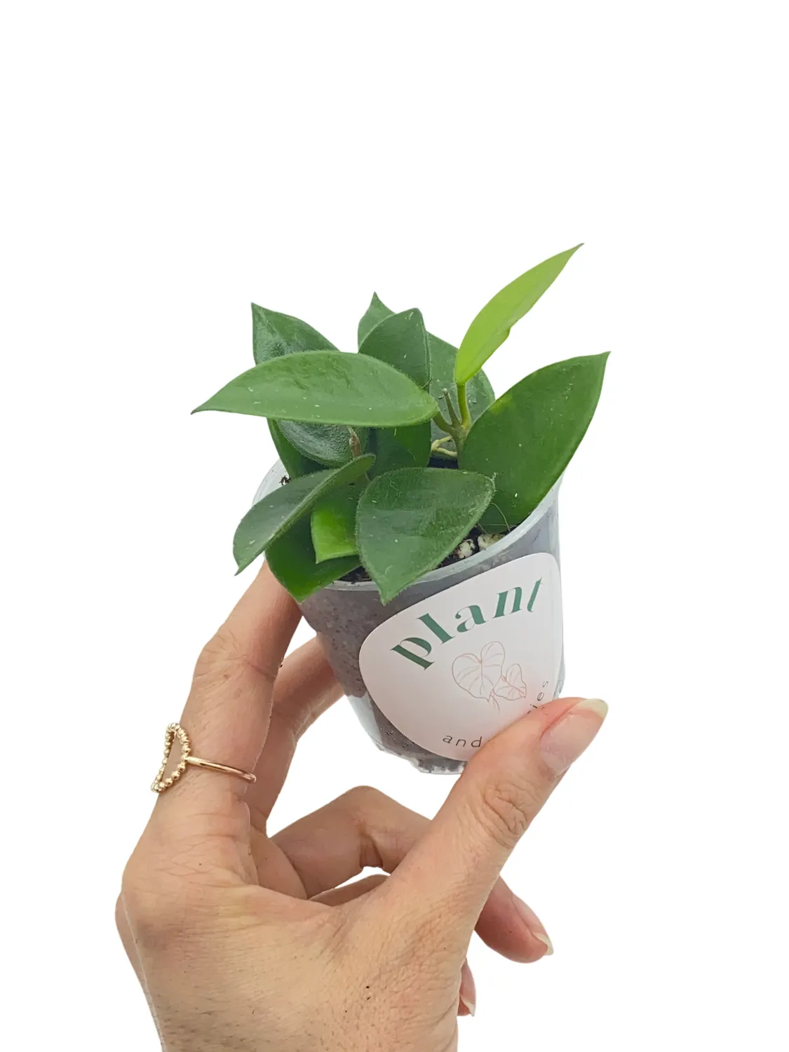 Plant and Stories Hoya Chouke plante pot 6 cm veloutée