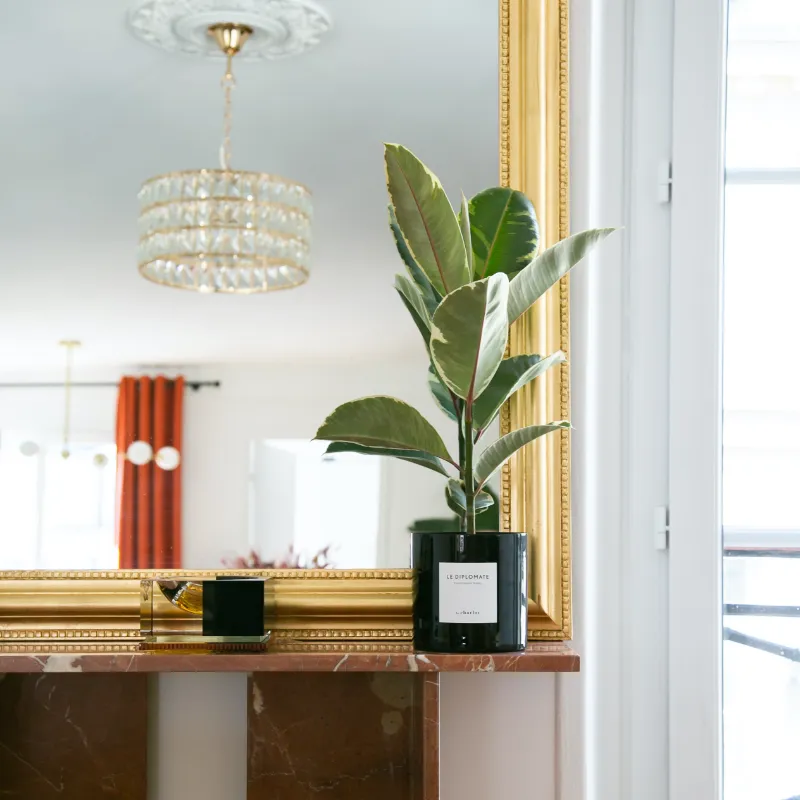 By Charlot Le Diplomate ficus tineke plante verte 45 cm