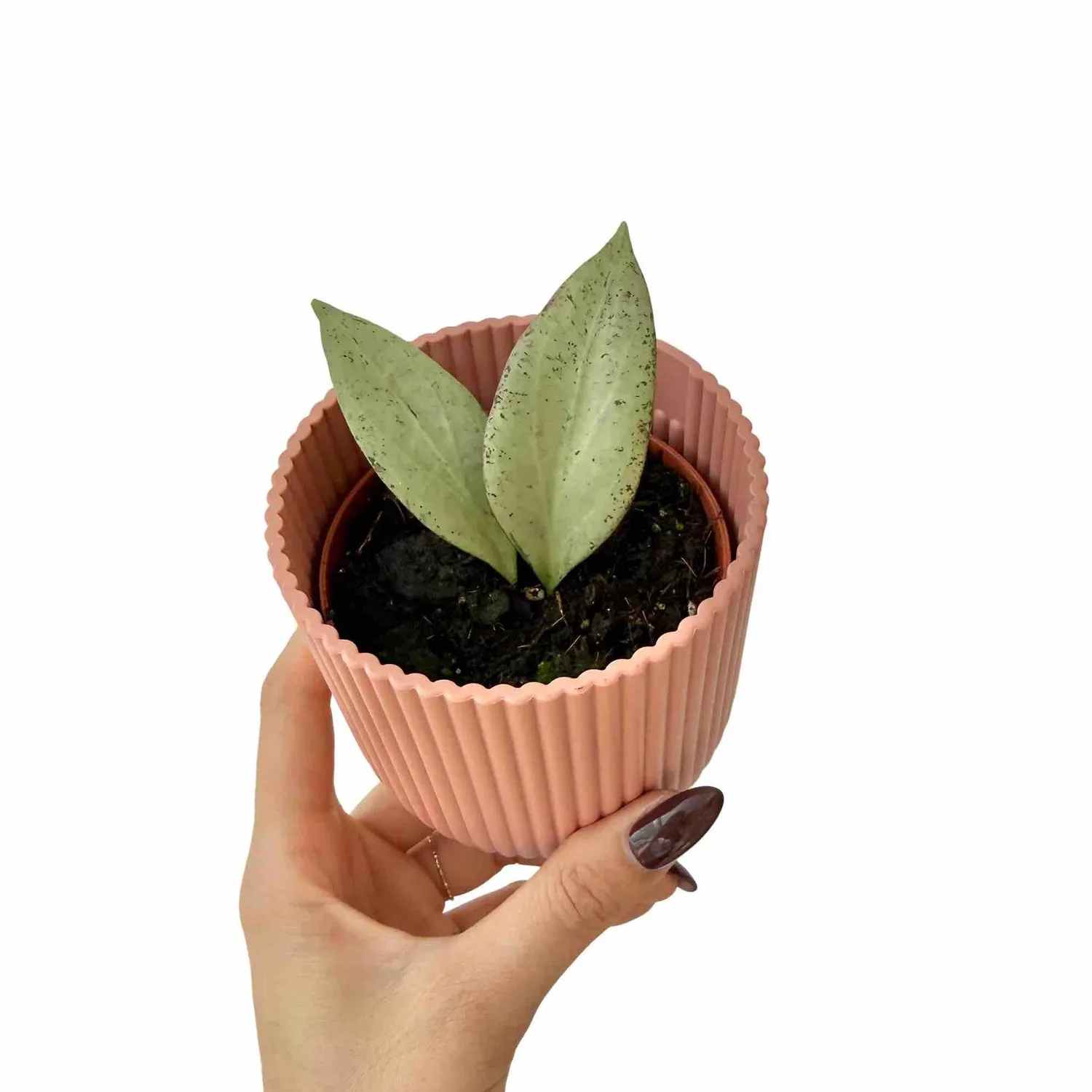 Plant and Stories Hoya Nicholsoniae New Guinea Ghost plante pot 8cm