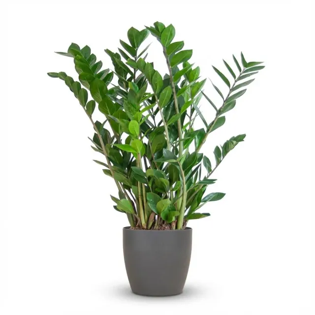 Plant and Stories Zamioculcas Zamiifolia plante 80 cm panier vernissé